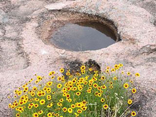 Vernal yellow flowers