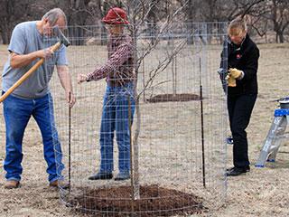 Volunteers planting a tree